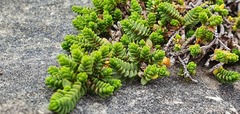 Pimelea carnosa