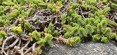 Pimelea carnosa