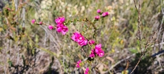 Boronia serrulata