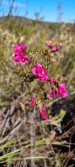 Boronia serrulata