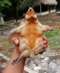 Claudius angustatus