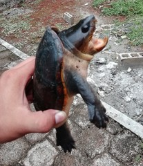 Claudius angustatus