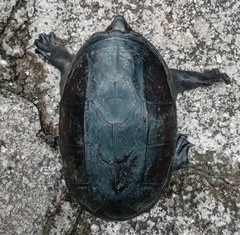 Claudius angustatus