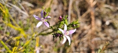 Philotheca reichenbachii
