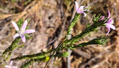 Philotheca reichenbachii