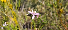 Philotheca reichenbachii