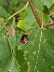 Elasmostethus interstinctus