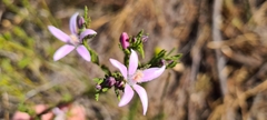 Philotheca reichenbachii