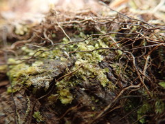 Douinia ovata