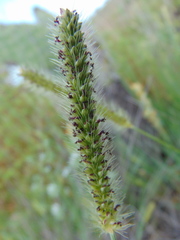Setaria macrostachya