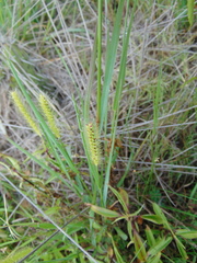 Setaria macrostachya
