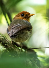 Grallaricula cucullata