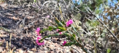Boronia serrulata