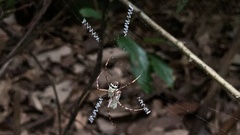 Argiope aetheroides
