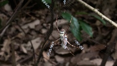 Argiope aetheroides