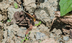 Pholidobolus vertebralis