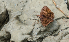 Pellicia dimidiata