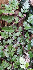 Pteris saxatilis