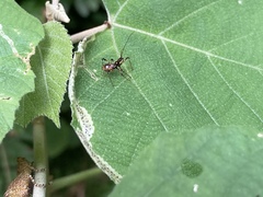 Sphedanolestes