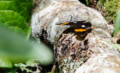 Adelpha leucophthalma