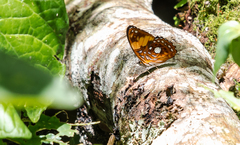 Adelpha leucophthalma