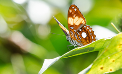 Adelpha leucophthalma