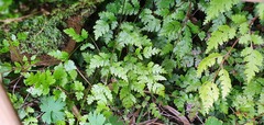 Pteris saxatilis