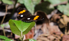 Adelpha leucophthalma