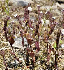 Phacelia verna