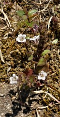 Phacelia verna
