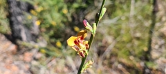 Bossiaea ensata