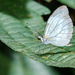 Mariposa Blanca Mimética de Bosque - Photo (c) David Monroy R, algunos derechos reservados (CC BY-NC), subido por David Monroy R