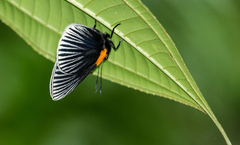 Hades noctula