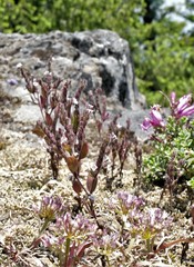 Phacelia verna
