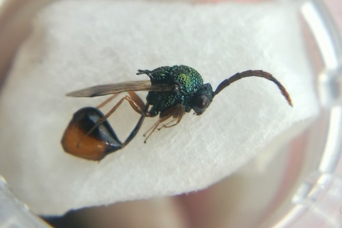 Stilbula cyniformis