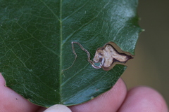 Stigmella braunella