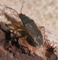 Perigenes similis