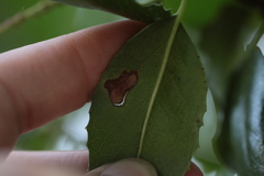 Stigmella braunella