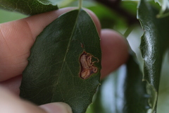 Stigmella braunella