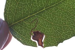 Stigmella braunella