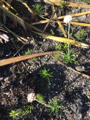 Helichrysum teretifolium