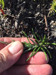 Helichrysum teretifolium