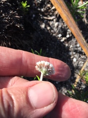 Helichrysum teretifolium