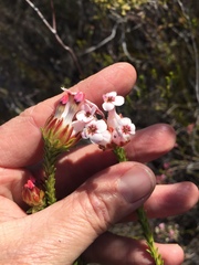 Erica ampullacea