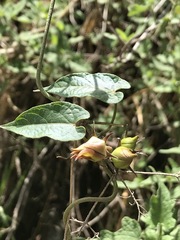 Gonolobus uniflorus