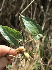 Gonolobus uniflorus