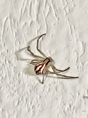 Mecaphesa schlingeri