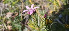 Philotheca reichenbachii