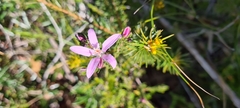Philotheca reichenbachii
