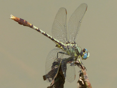 Arigomphus lentulus